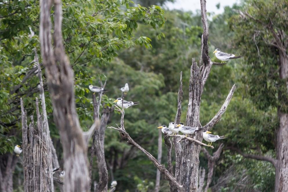 Pousada Recanto Maguary Alter do Chão Dış mekan fotoğraf